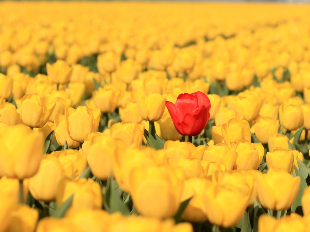 Красный тюльпан на поле с желтыми тюльпанами