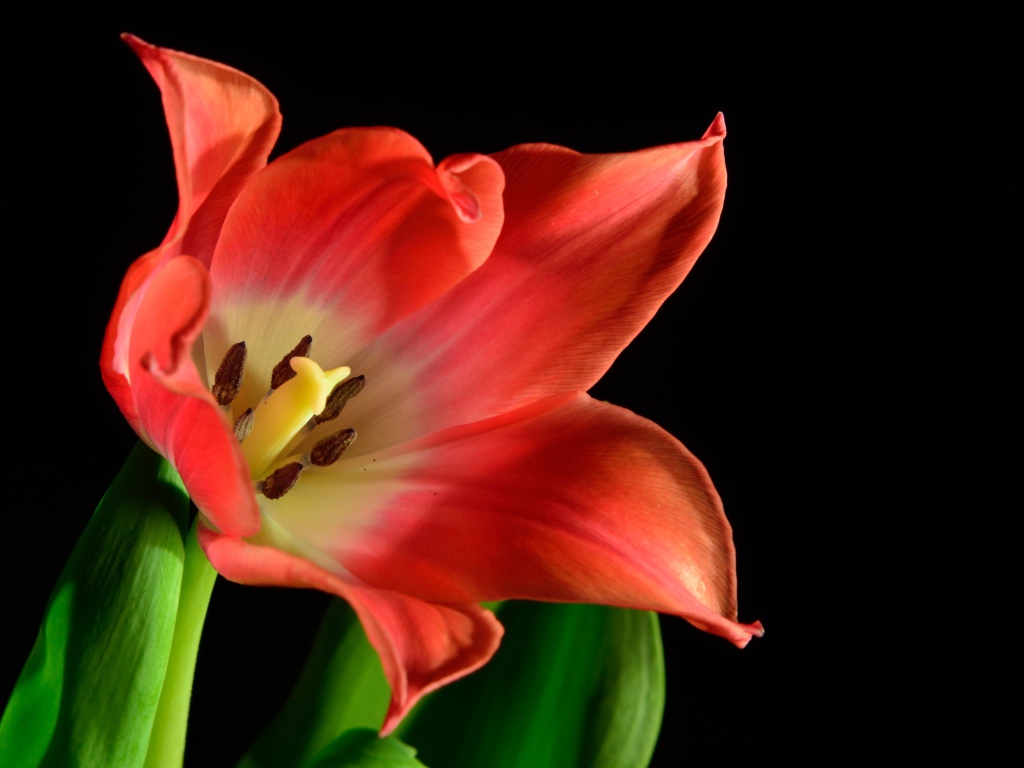 Красный тюльпан с зелеными листьями на черном фоне
