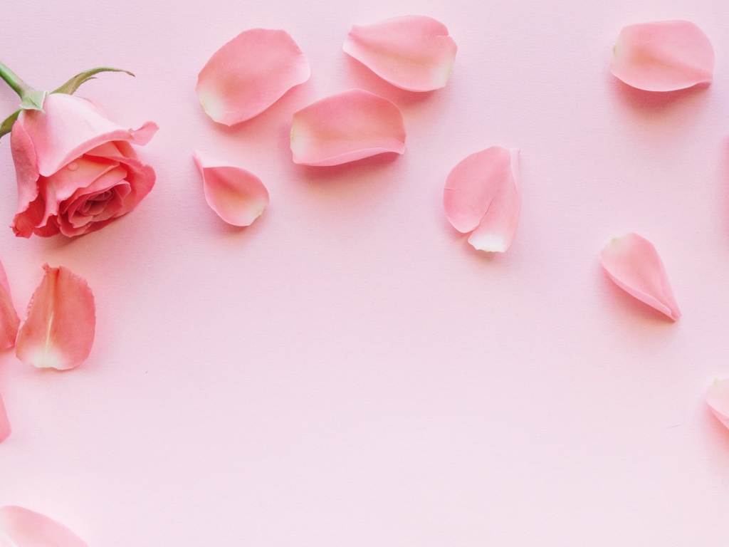 Роза с лепестками на розовом фоне