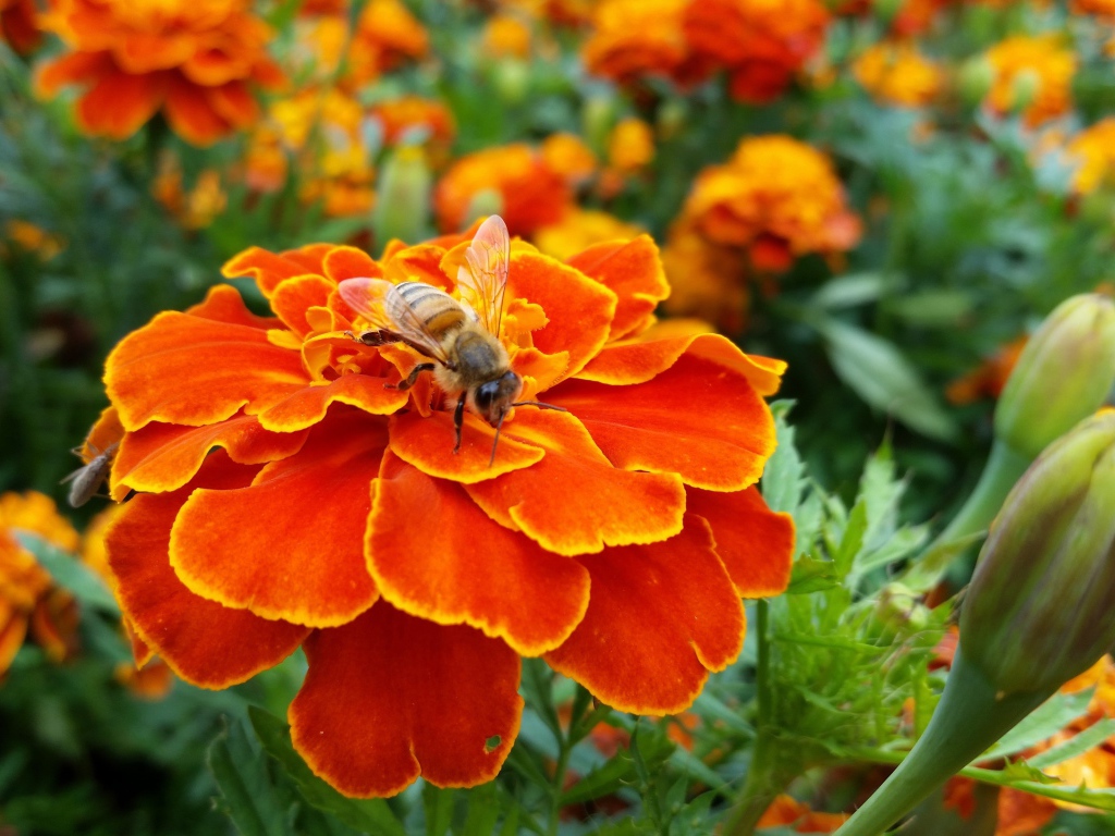 Оса сидит на красивом оранжевом цветке бархатца