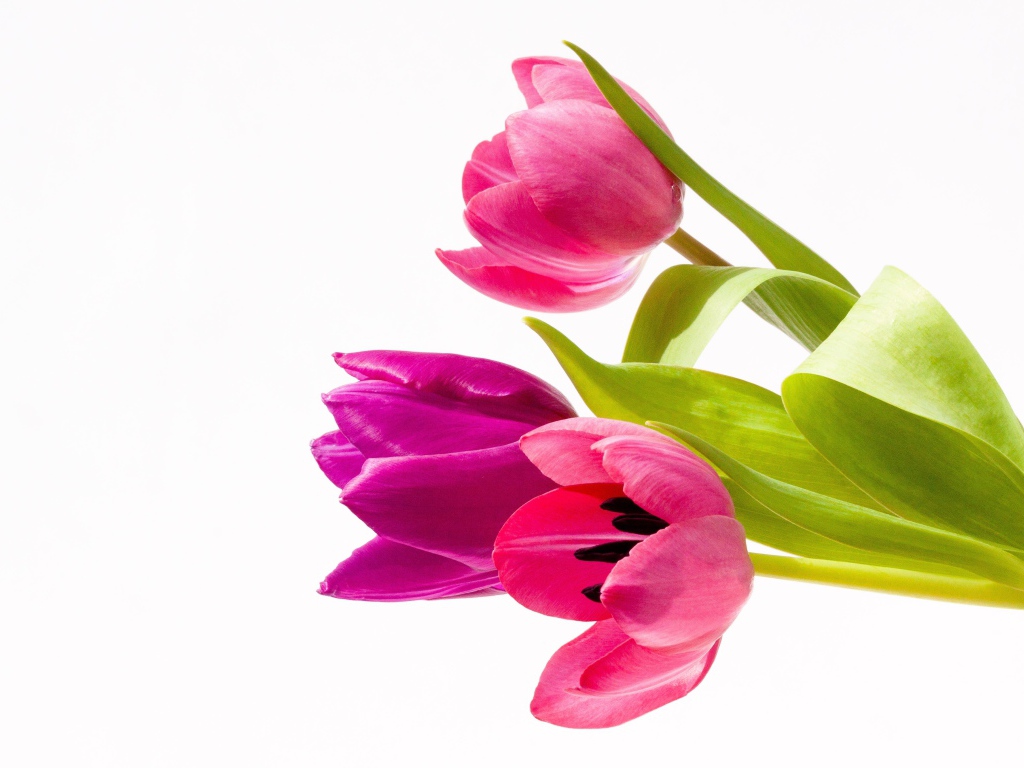 Три нежных розовых тюльпана на белом фоне