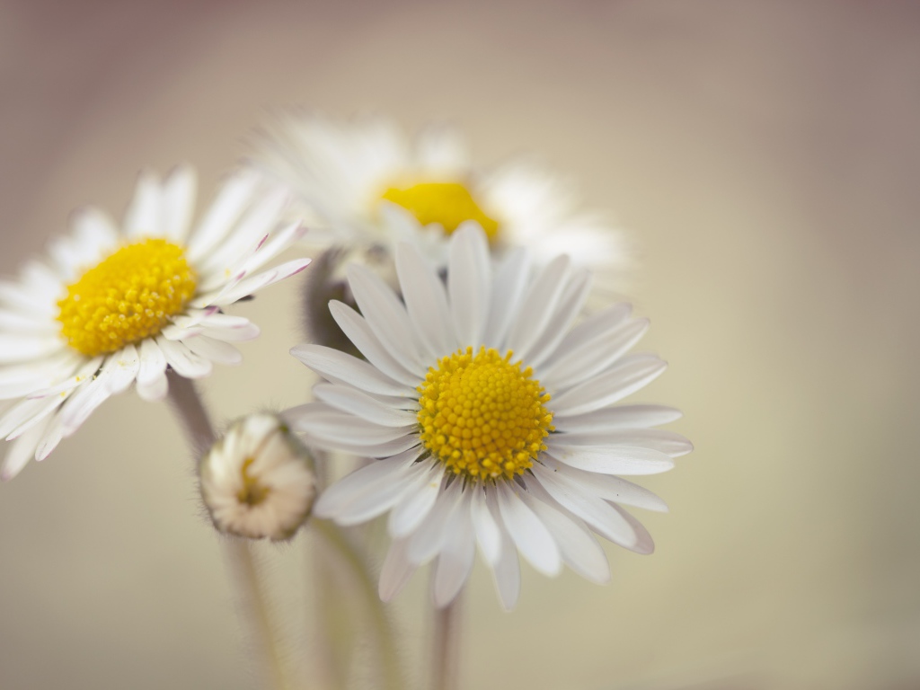 Три белые ромашки крупным планом