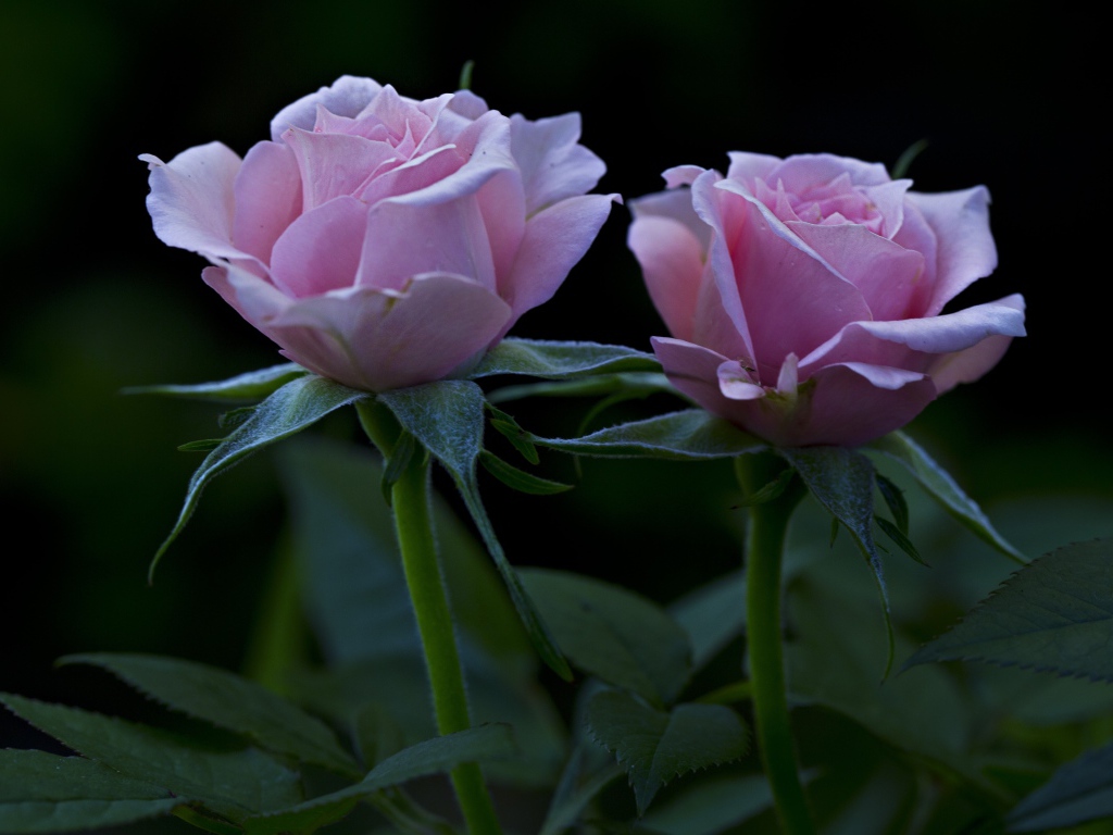 Две красивых розовых розы на клумбе