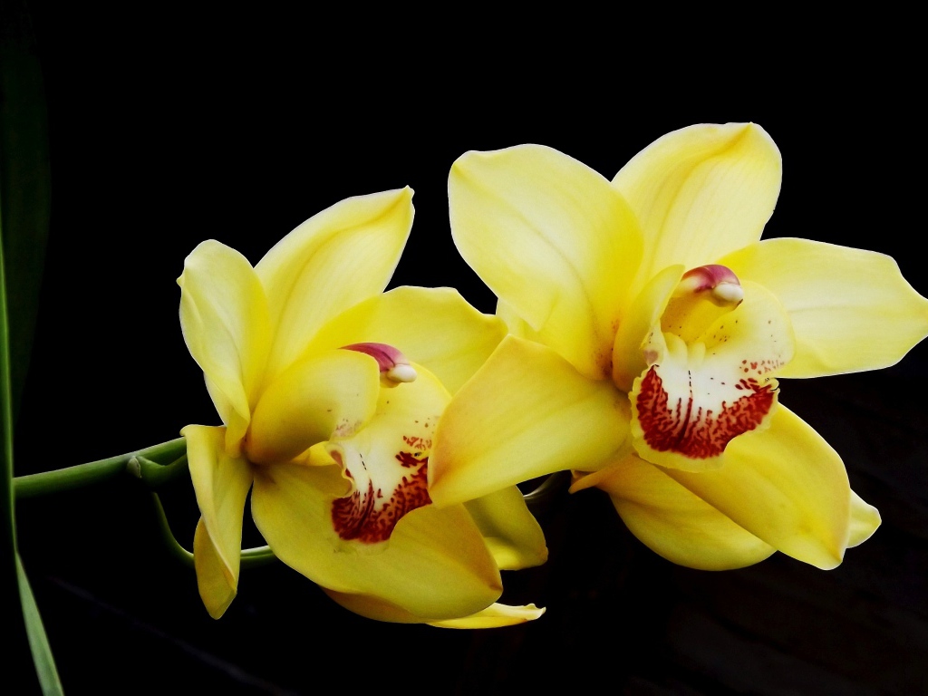 Два красивых желтых цветка орхидеи на черном фоне