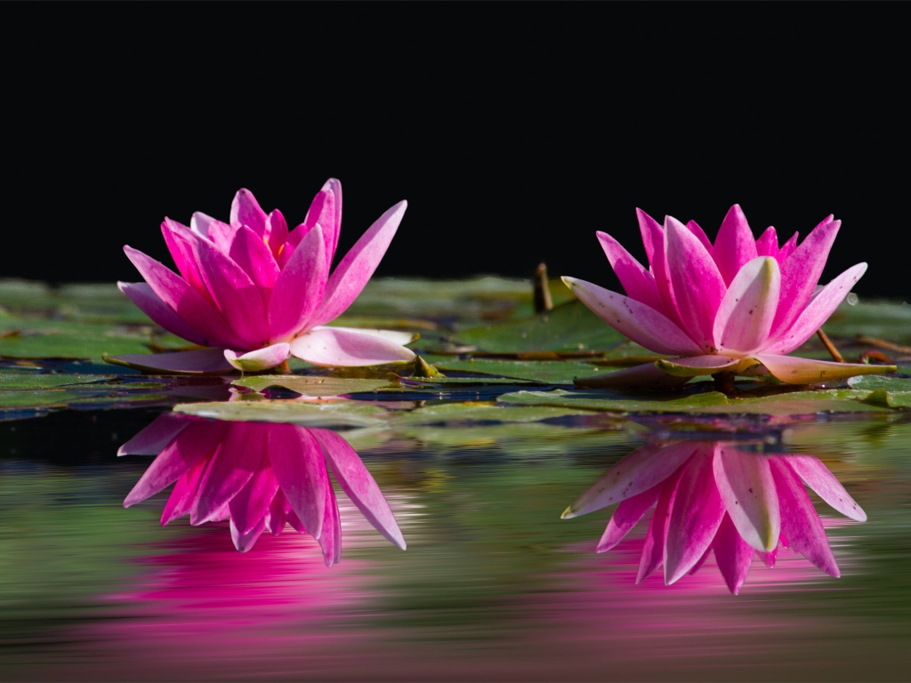 Два розовых цветка лотоса в воде 