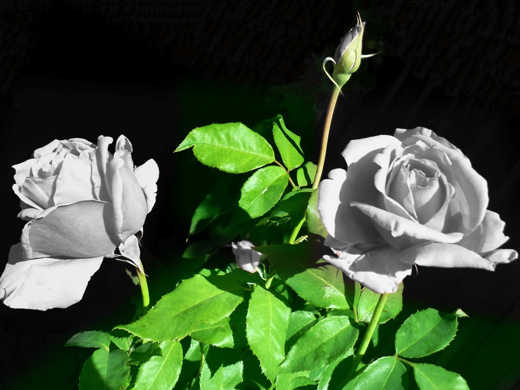 Две белые розы с бутонами в лучах солнца