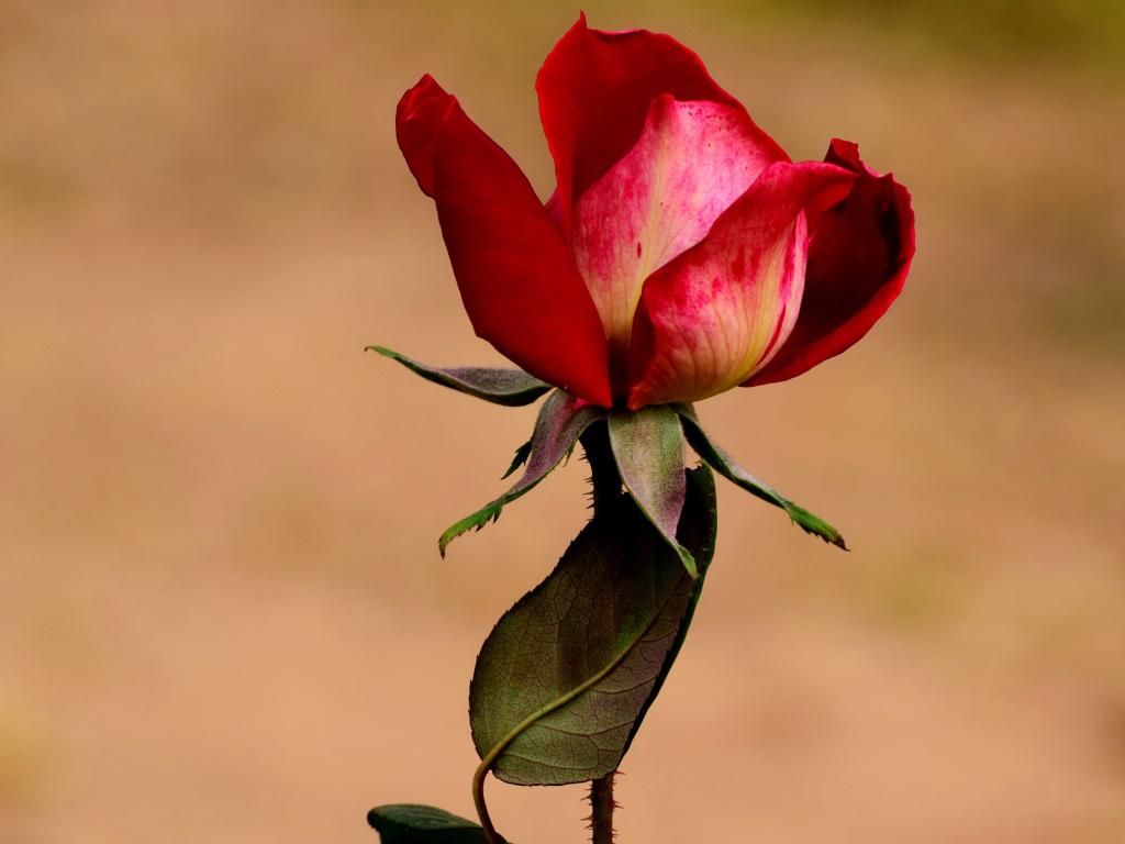 Нераспустившаяся красная роза