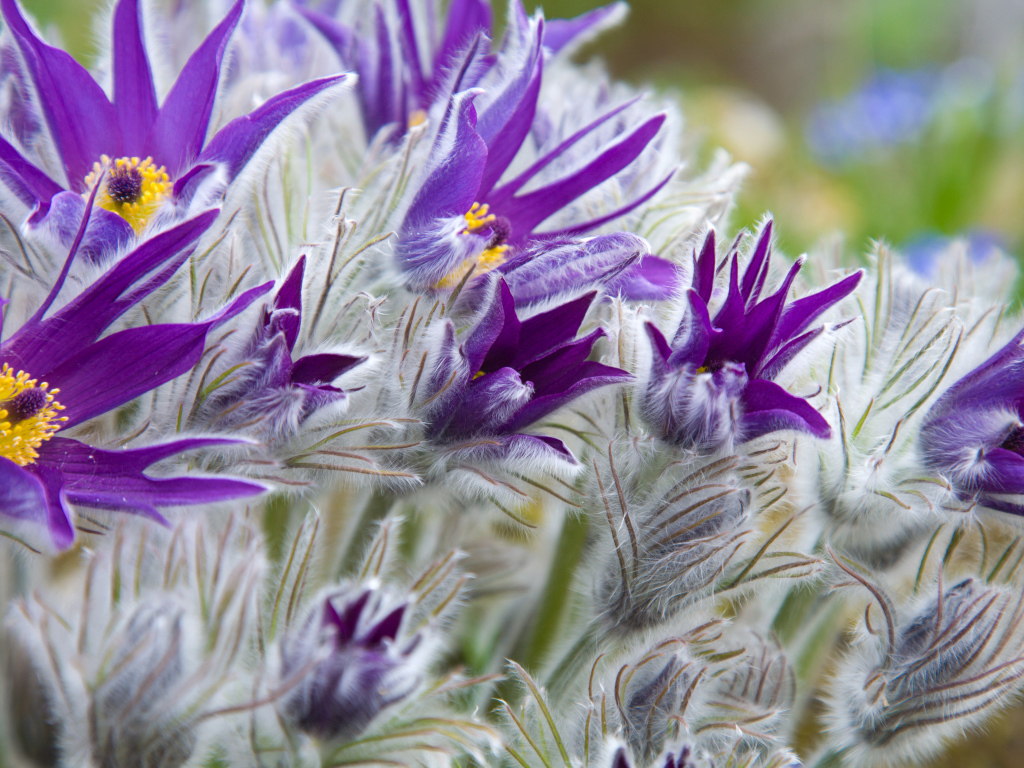 Фиолетовые цветы прострел с бутонами крупным планом