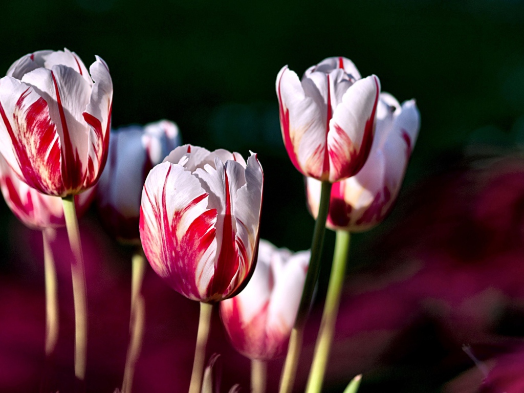 Бело-розовые тюльпаны крупным планом