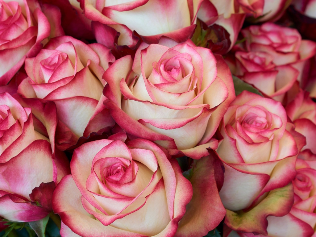 Бело - розовые большие розы крупным планом