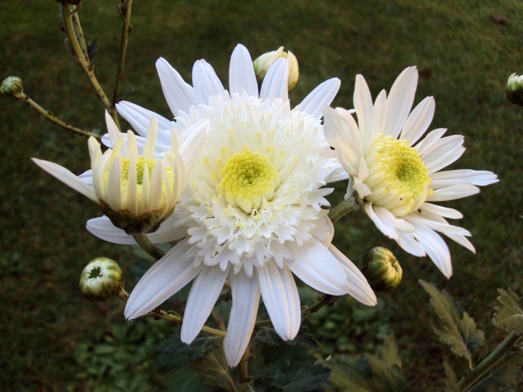 Белые осенние цветы хризантемы с бутонами крупным планом