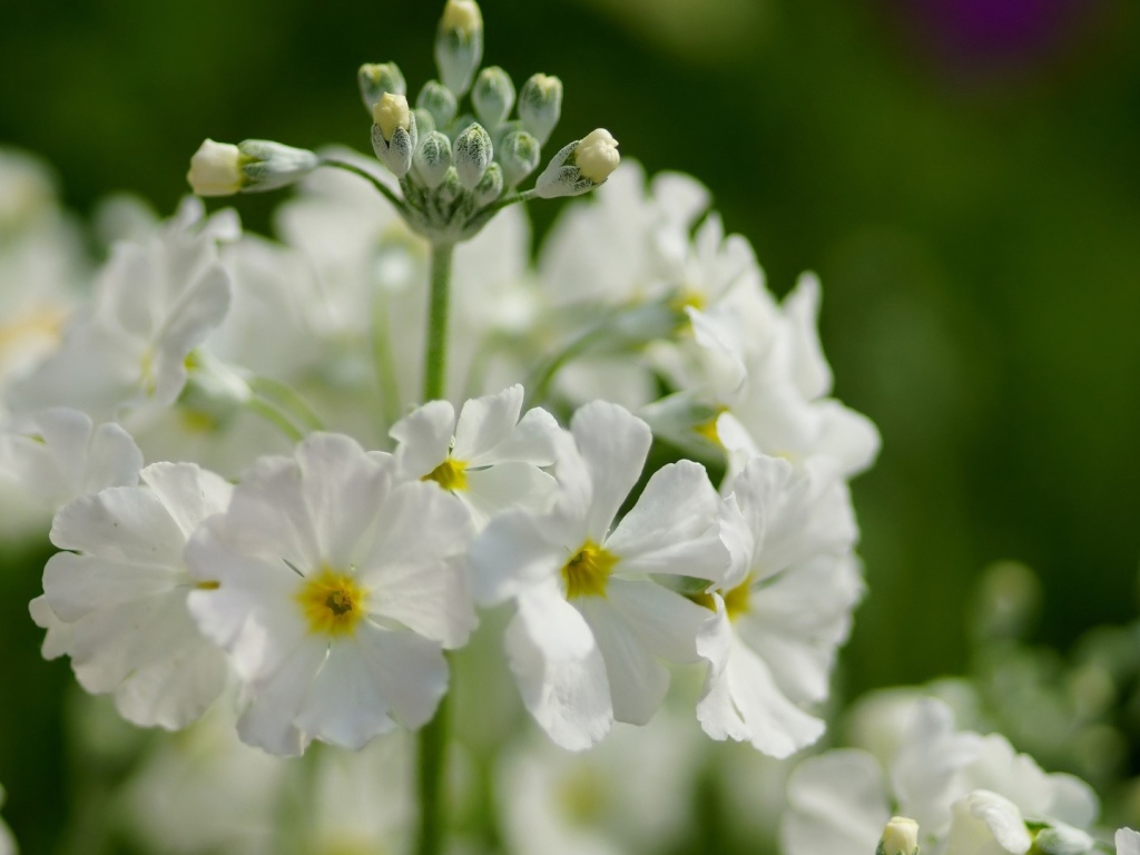 Белые нежные цветы примула крупным планом