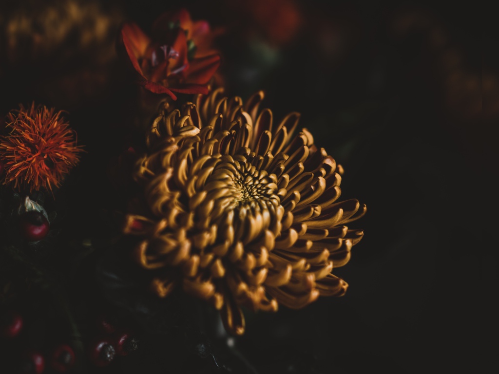 Желтый цветок хризантемы крупным планом 