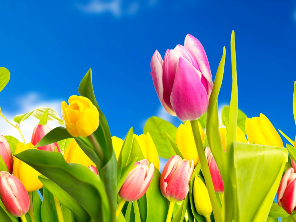 Желтые и розовые тюльпаны на фоне голубого неба 