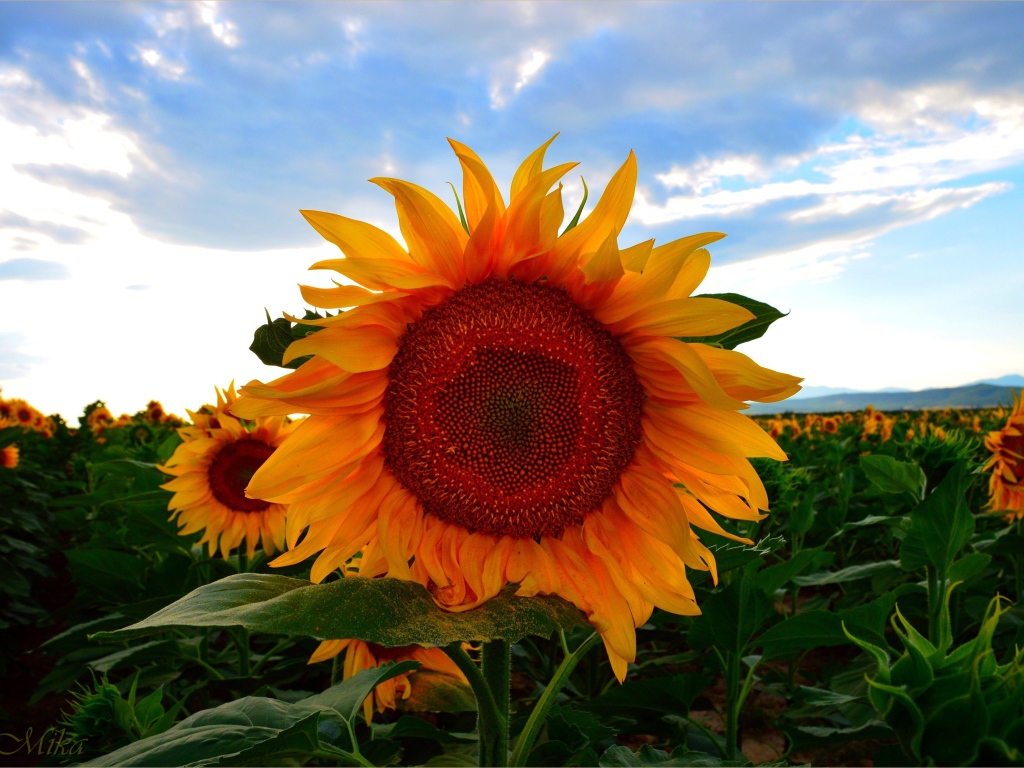 Желтый цветущий подсолнух под голубым небом летом