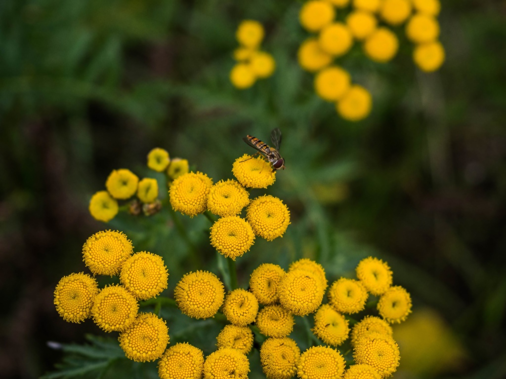 Желтые цветы пижмы крупным планом