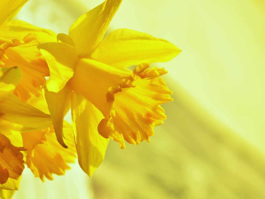 Желтый весенний цветок нарцисс крупным планом