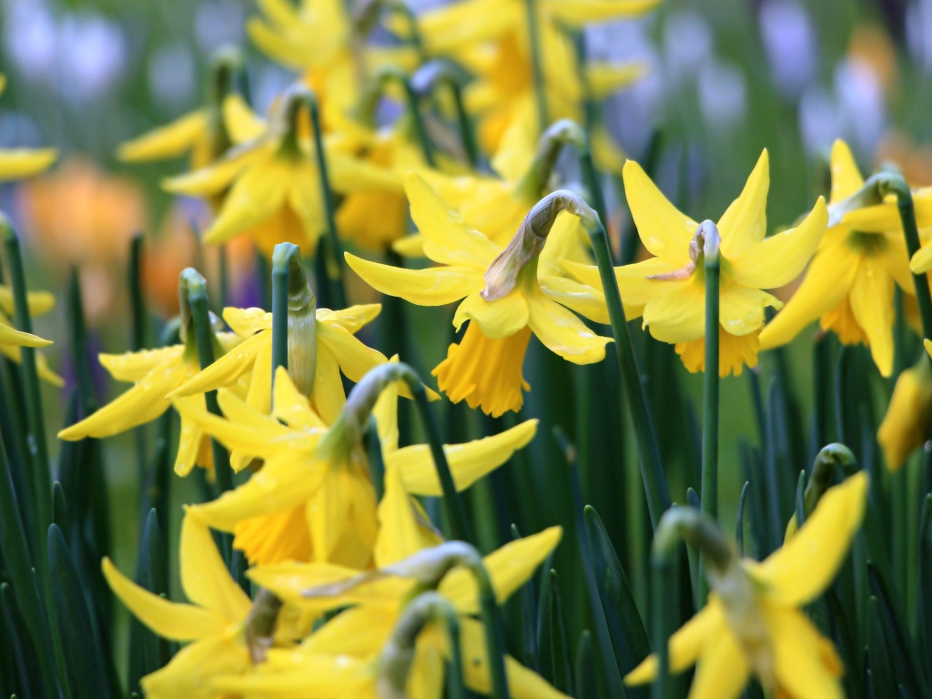 Желтые весенние цветы нарциссы