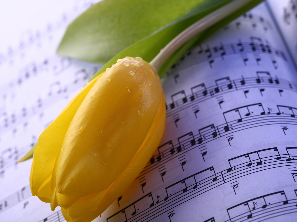 Желтый тюльпан лежит на нотах