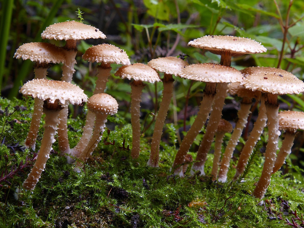 Много маленьких грибов в лесу