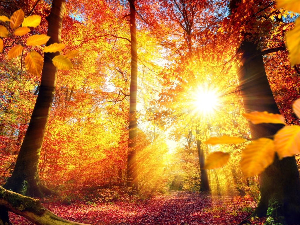 Яркое осеннее солнце пробивается сквозь желтые листья деревьев 