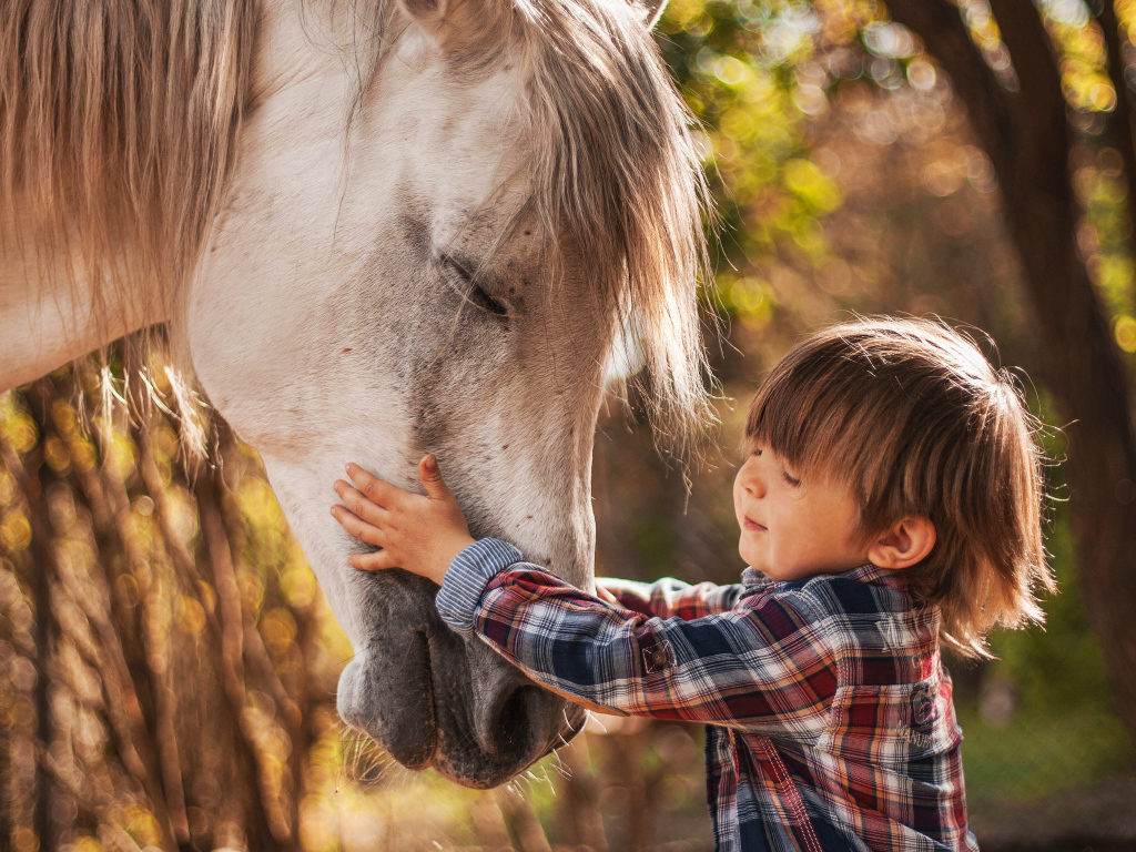 Маленький мальчик дружит с белой лошадью 