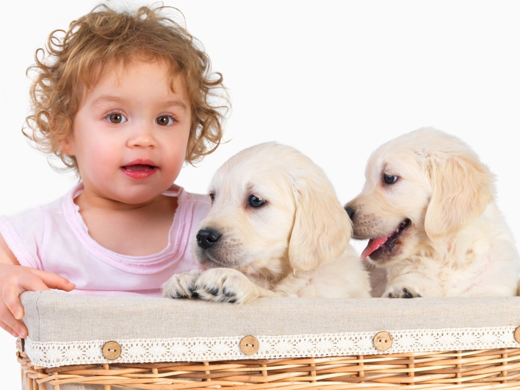 Маленькая девочка с щенками золотистого ретривера в корзине