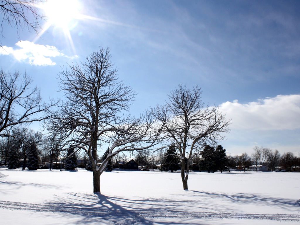 Яркое зимнее солнце освещает заснеженные деревья