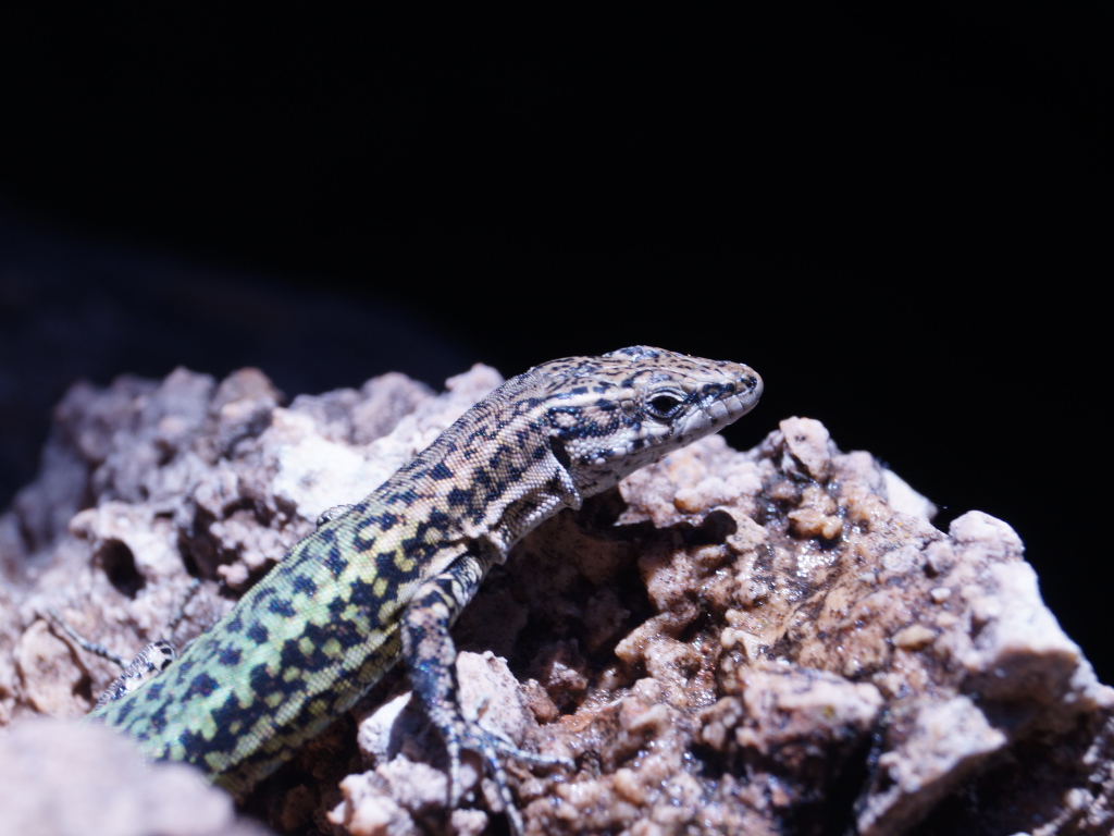 Маленькая ящерица сидит на камне 