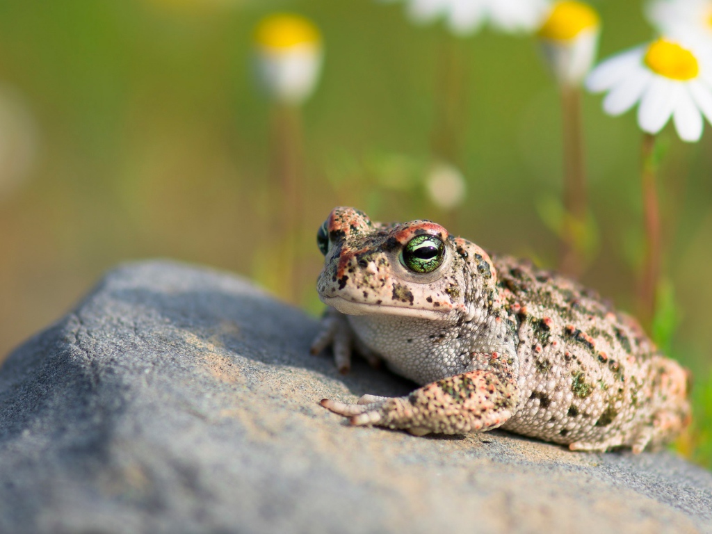 Большая жаба сидит на камне на солнце