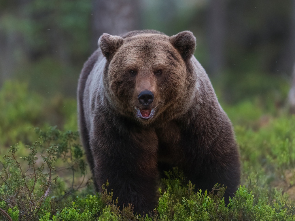 A large, menacing brown bear walks through the forest.