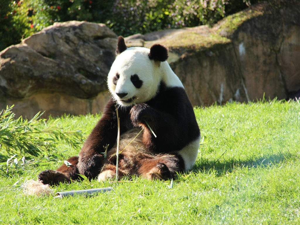Большая панда грызет бамбук на зеленой траве