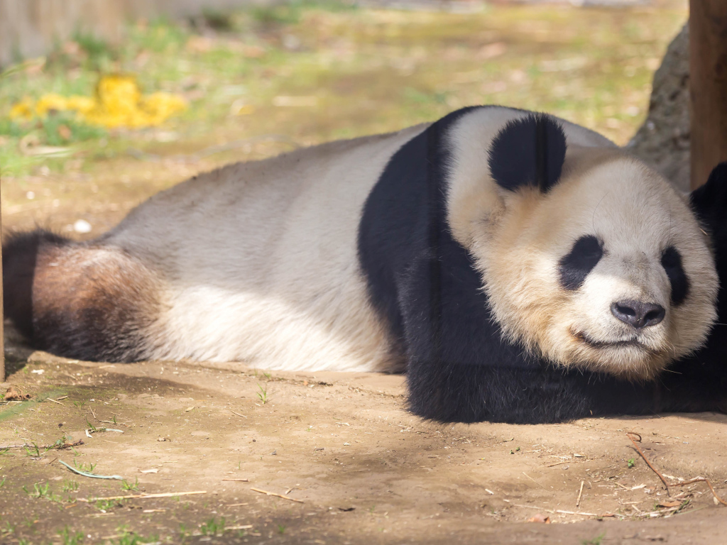 Большая панда спит в зоопарке 