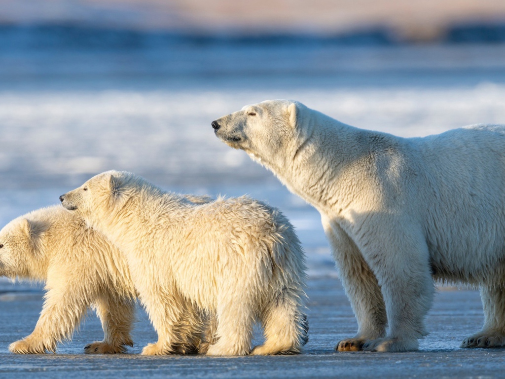 Большая белая медведица с медвежатами на снегу 