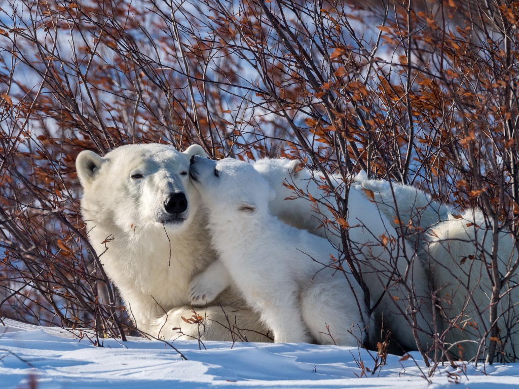 Большая белая медведица с медвежонком в зарослях 