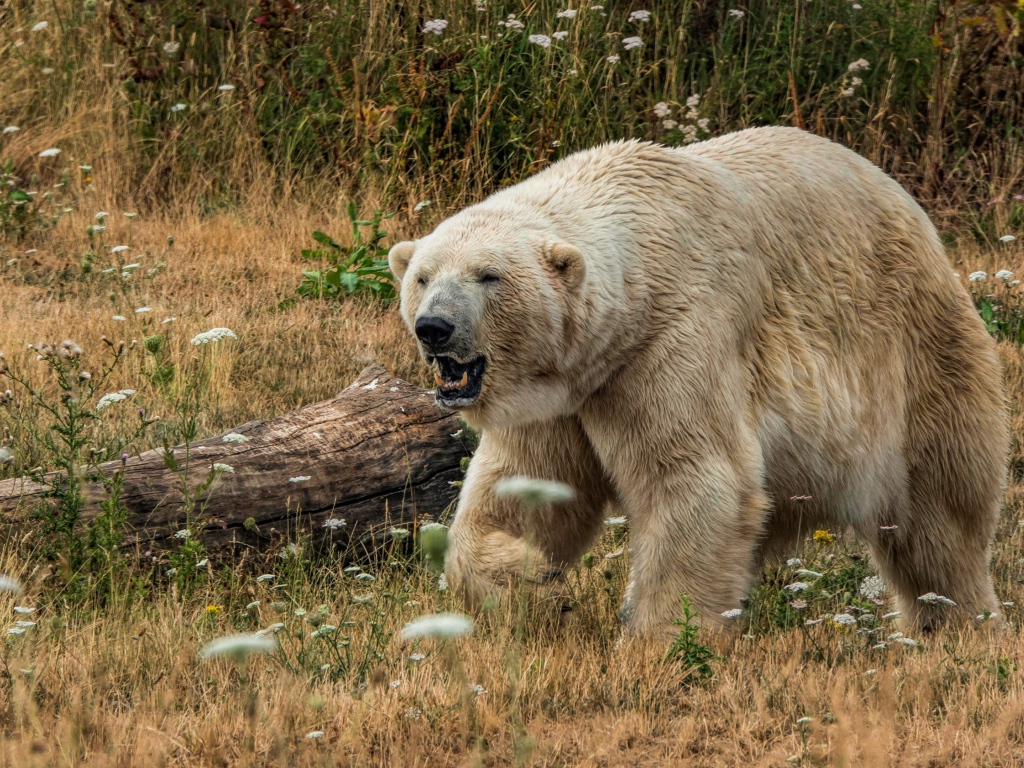Грозный белый медведь с острыми клыками на траве