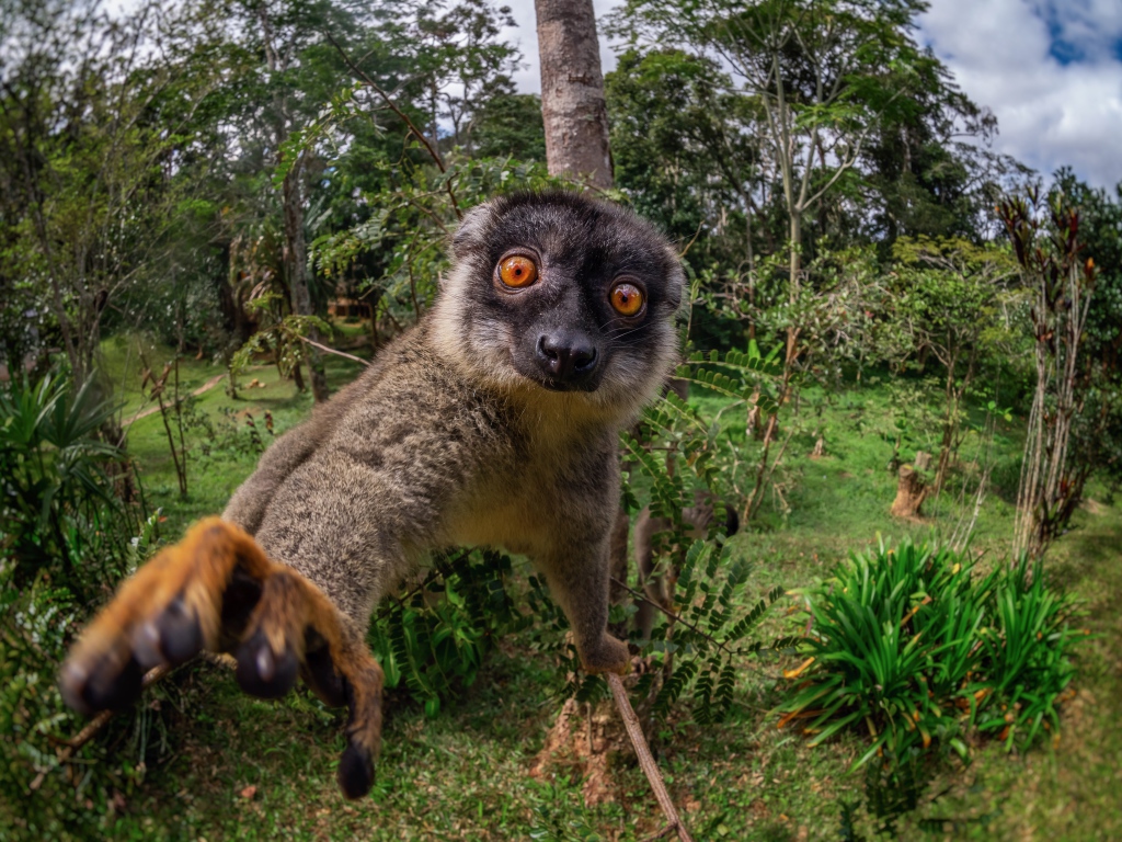 Смешной лемур лезет в камеру 