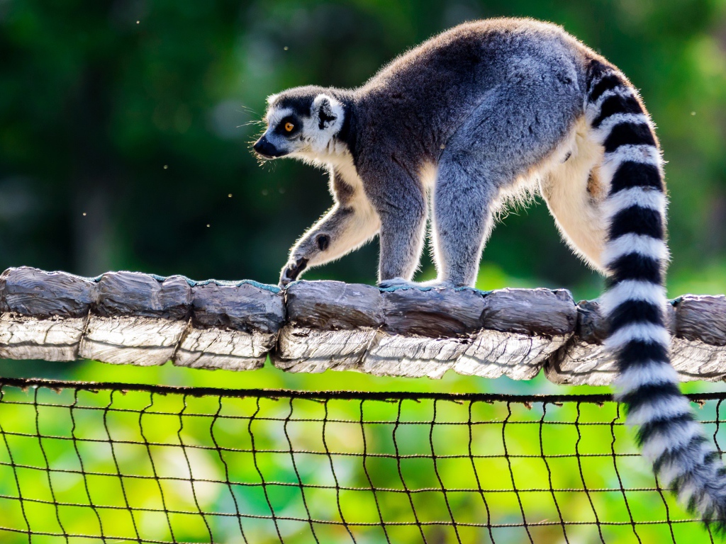 Lemur goes on a wooden bridge