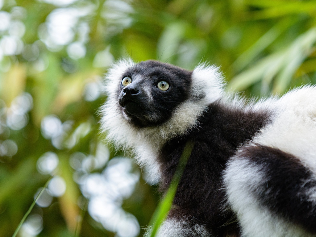 Лемур сидит на ветке дерева