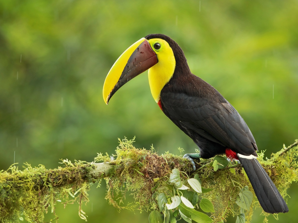 Большой тукан сидит на ветке дерева под каплями дождя