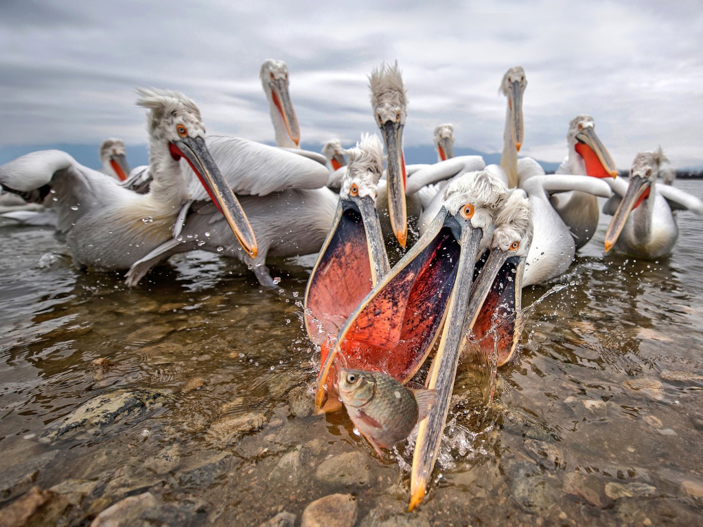Стая пелинанов ловят рыбу
