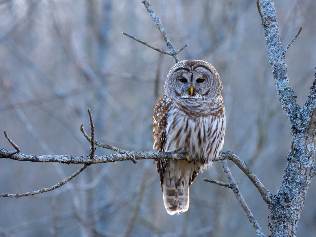 Большая коричневая сова сидит на ветке