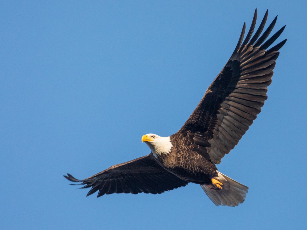 Белоголовый орлан в голубом небе