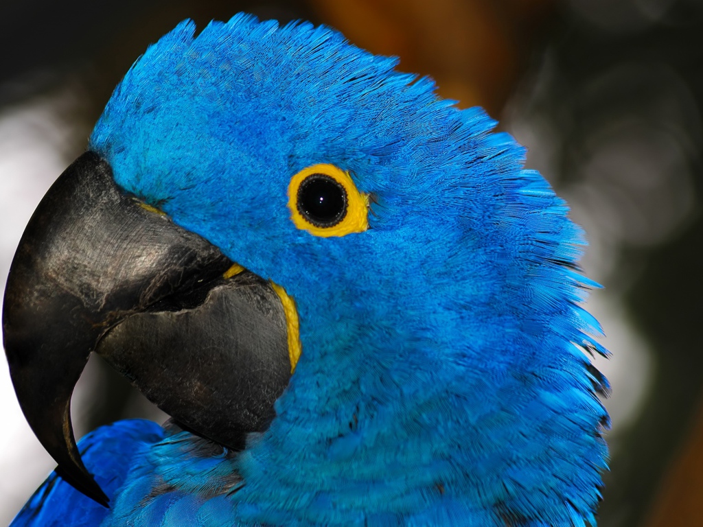 Большой голубой попугай с острым клювом крупным планом