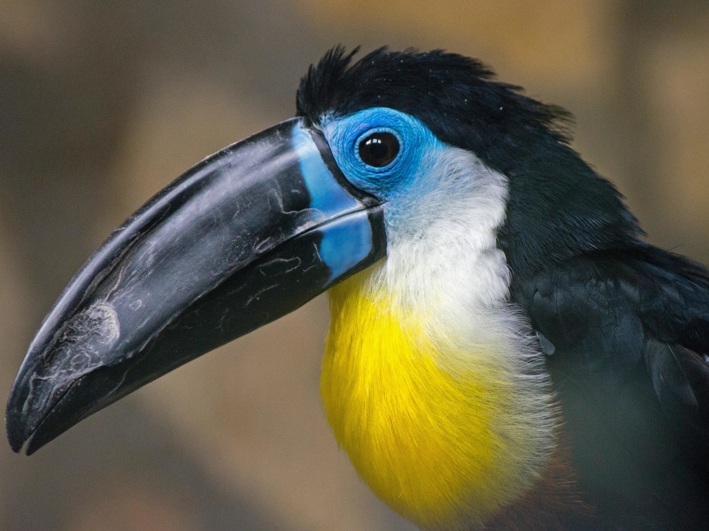 Большой длинный черный клюв птицы тукан