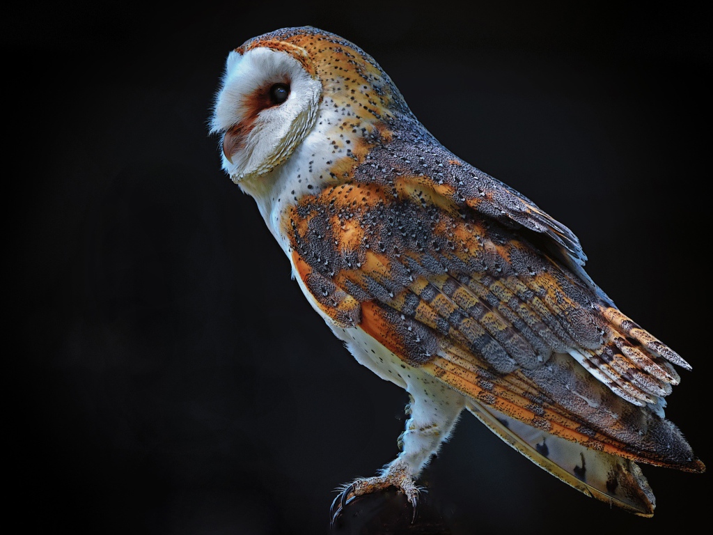 Большая сова на черном фоне