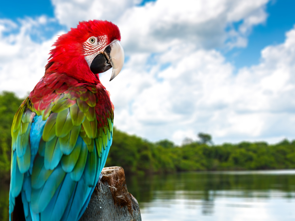 Большой попугай ара на ветке у воды