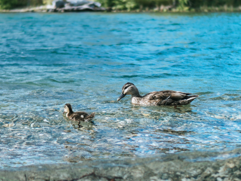 Утка с маленьким утенком в воде