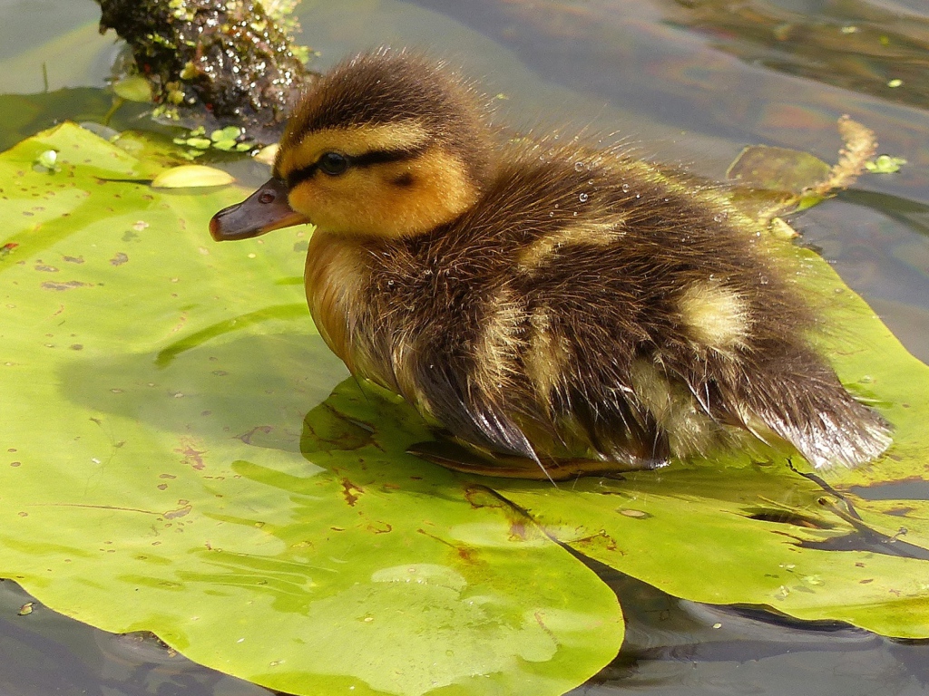 Маленький утенок сидит на зеленом листе в воде