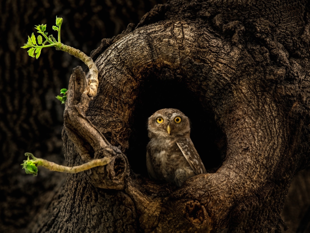Сова с желтыми глазами сидит в дупле